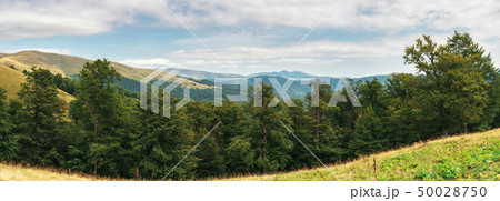 primeval beech forest in mountains 50028750