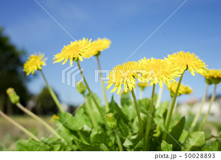 青空の下のたんぽぽの花 50028893