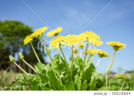 青空の下のたんぽぽの花 50028894