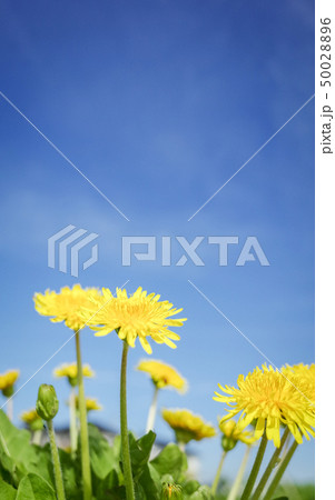 青空の下のたんぽぽの花 50028896