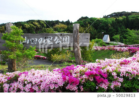 「油田の里公園」の名称とツツジ(静岡県牧之原市) 50029813