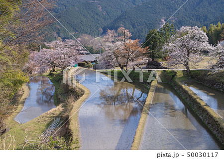 三多気の桜 三多気の桜 50030117