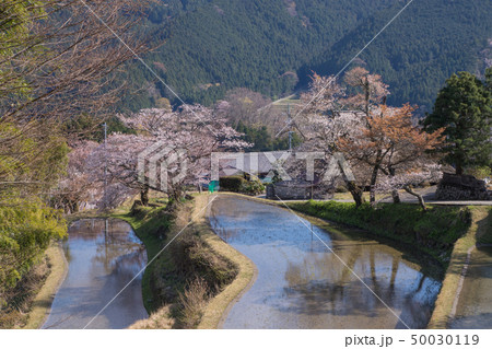 三多気の桜 50030119