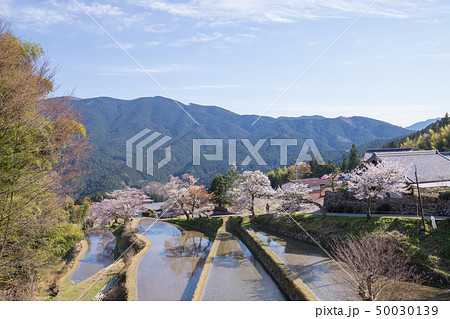 三多気の桜 三多気の桜 50030139