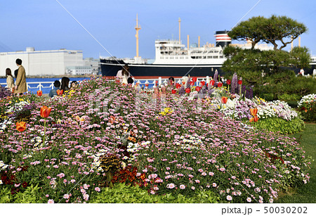 日本の横浜都市景観　 山下公園や氷川丸などを望む 50030202