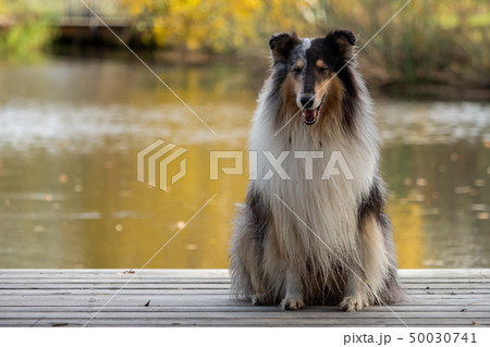 A beautiful collie with long hair out in nature A beautiful collie with long hair out in nature 50030741