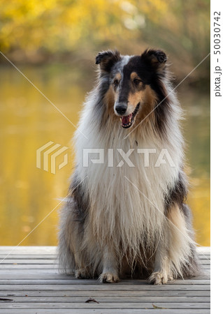 A beautiful collie with long hair out in nature A beautiful collie with long hair out in nature 50030742