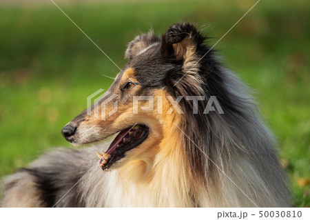 A beautiful collie with long hair out in nature 50030810