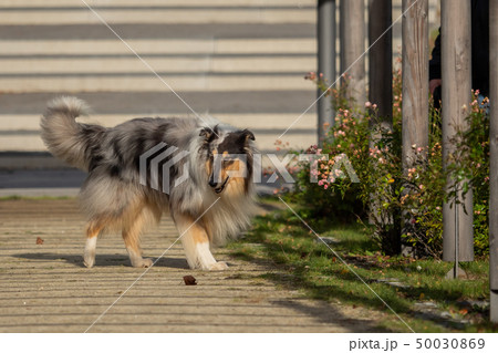 A beautiful collie with long hair out in nature A beautiful collie with long hair out in nature 50030869