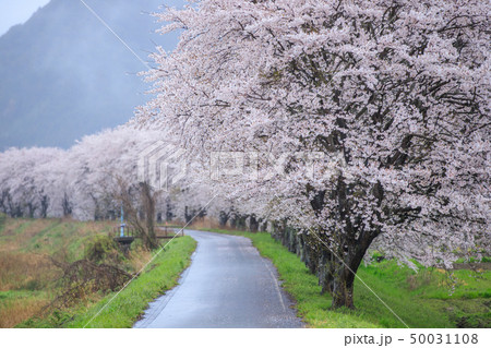 氷上の桜並木 50031108
