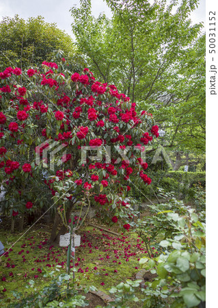 横浜山手資料館 50031152