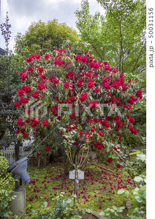 横浜山手資料館 50031156