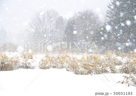 北海道の雪景色、雪降り、ぼたん雪のしんしんと降る里山の風景 50031193