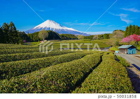 富士山　茶畑 50031858