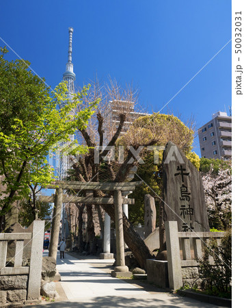 東京都　牛島神社 50032031