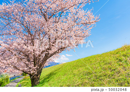 日本の春　富山県入善町 黒部川堤防桜堤の桜並木 50032048
