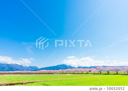 日本の春　富山県入善町 黒部川堤防桜堤の桜並木 50032052