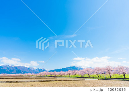 日本の春　富山県入善町 黒部川堤防桜堤の桜並木 50032056