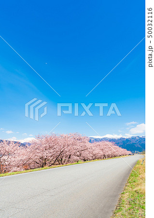 日本の春 富山県入善町 黒部川堤防桜堤の桜並木 日本の春 富山県入善町 黒部川堤防桜堤の桜並木 50032116