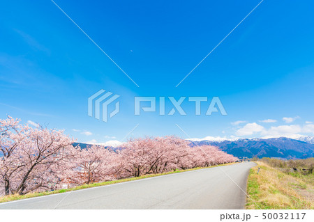 日本の春　富山県入善町 黒部川堤防桜堤の桜並木 50032117