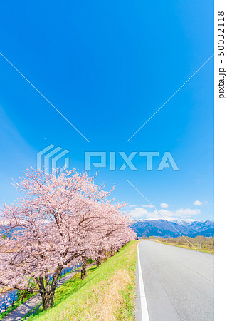 日本の春　富山県入善町 黒部川堤防桜堤の桜並木 50032118