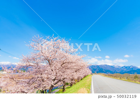 日本の春　富山県入善町 黒部川堤防桜堤の桜並木 50032119