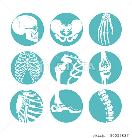 Illustrations of human anatomy. Orthopedic pictures of skeleton and different bones 50032387