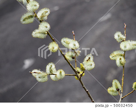 ネコヤナギの花の写真素材