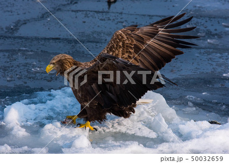 知床 冬 知床 冬 50032659