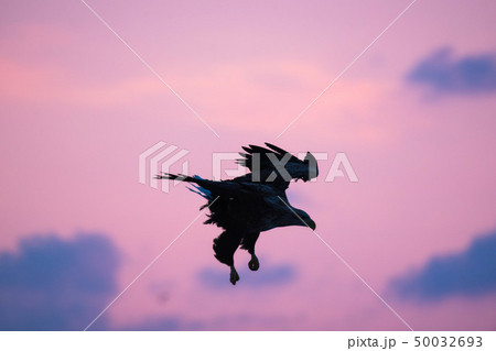 知床　冬 50032693