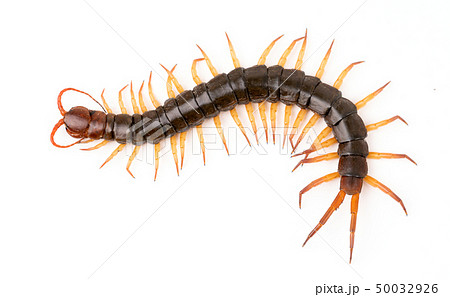 centipede isolated on white background 50032926
