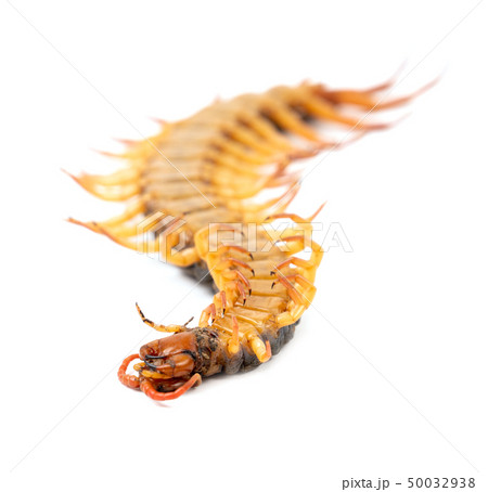 centipede isolated on white background 50032938