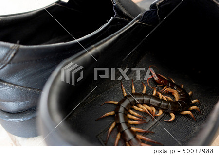 giant centiped hiding in shoes 50032988