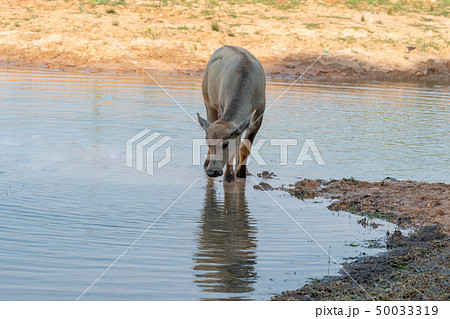 Thai buffalo portrait. Thai buffalo portrait. 50033319