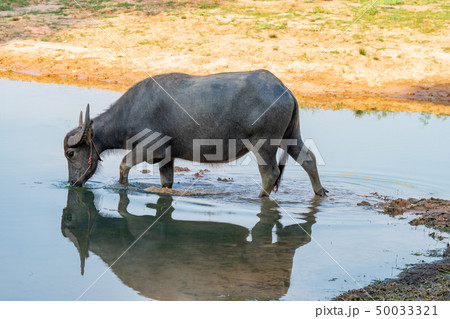 Thai buffalo portrait. Thai buffalo portrait. 50033321