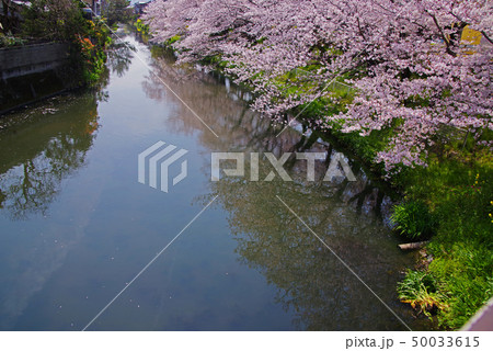 袋井用水の桜 袋井用水の桜 50033615