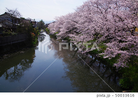 袋井用水の桜 袋井用水の桜 50033616
