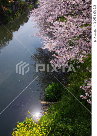 袋井用水の桜 50033618