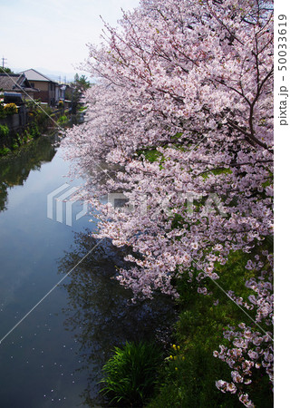 袋井用水の桜 袋井用水の桜 50033619