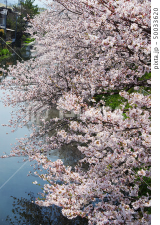 袋井用水の桜 50033620