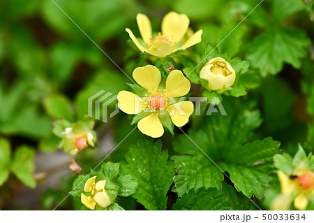 ヘビイチゴの花の写真素材