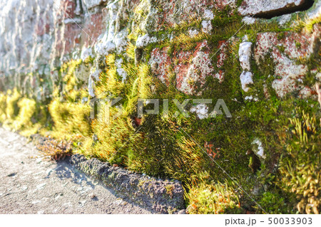 Beautiful moss on a brick wall close up lit by the 50033903