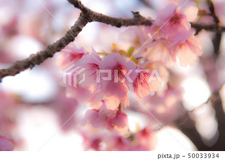 伊豆 桜 伊豆 桜 50033934