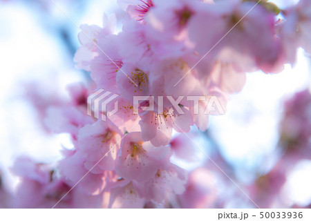 伊豆 桜 伊豆 桜 50033936