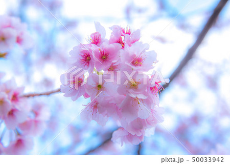 伊豆　桜 50033942