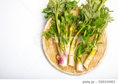 ウド 山菜 ウド 山菜 50034083