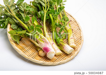 ウド　山菜 50034087