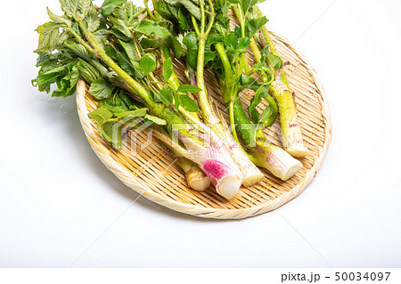 ウド　山菜 50034097