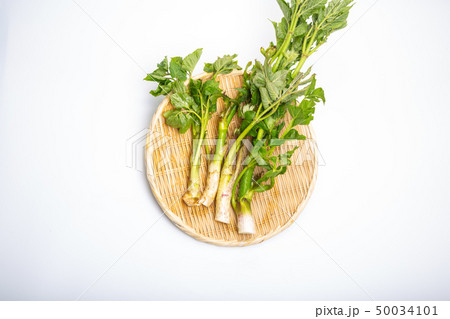 ウド 山菜 ウド 山菜 50034101