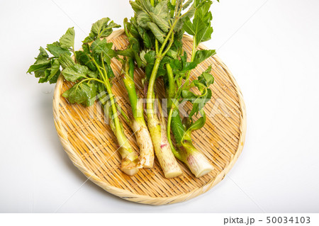 ウド　山菜 50034103